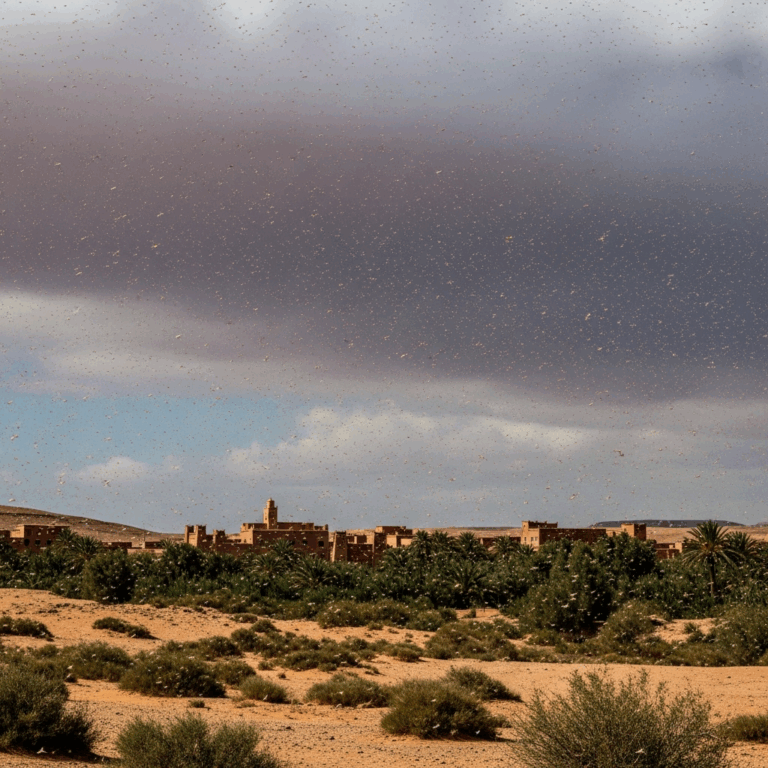 Illustration for: Desert Locusts Spread in Moroccan Regions
